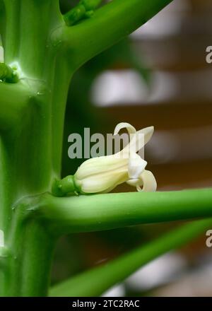 Nahaufnahme einer weiblichen Blüte eines Papaya-Baumes (Carica Papaya) Stockfoto