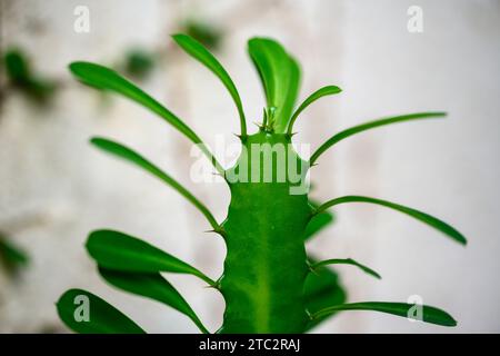 Euphorbia rotundifolia Afrikanischen Milch Baum, Kathedrale Kaktus, Abessinier euphorbia ist eine mehrjährige Pflanze, stammt ursprünglich aus Zentralafrika. Foto Stockfoto