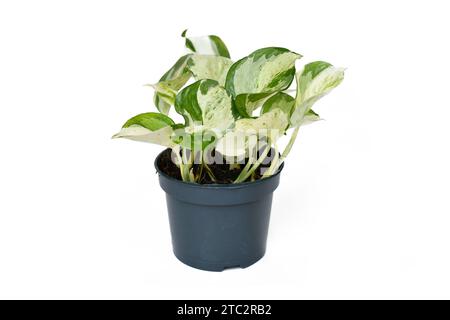 Exotische 'Epipremnum Aureum Manjula'-Pothos-Zimmerpflanze im Blumentopf auf weißem Hintergrund Stockfoto