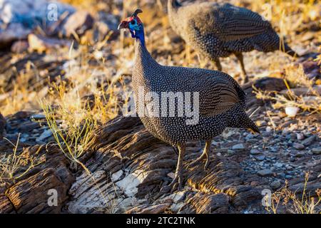 Behelmte guineafowl (Numida meleagris) Wandern im Gras. Seinen ursprünglichen Lebensraum war Savannah, offene Wälder und felsige Regionen in Afrika südlich der Sahara, aber Stockfoto