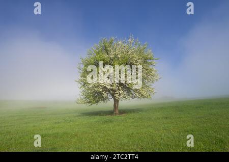 Blühender Baum auf einer grünen Wiese vor dem blauen Himmel Stockfoto