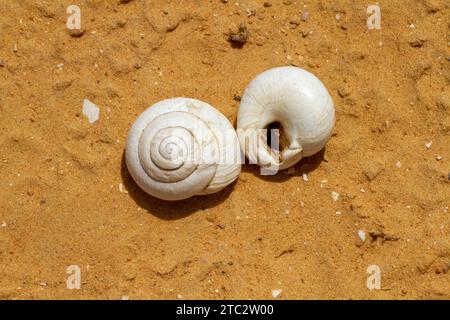 Sphincterochila ist eine Gattung von luftatmenden Landschnecken, terrestrischen pulmonalen Gastropoden Stockfoto