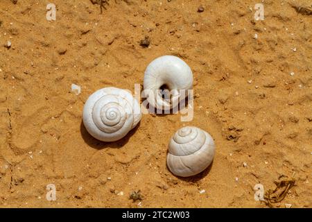 Sphincterochila ist eine Gattung von luftatmenden Landschnecken, terrestrischen pulmonalen Gastropoden Stockfoto