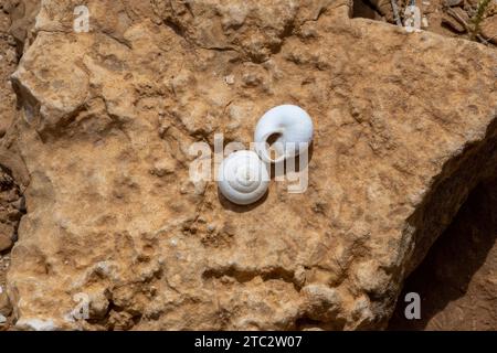 Sphincterochila ist eine Gattung von luftatmenden Landschnecken, terrestrischen pulmonalen Gastropoden Stockfoto