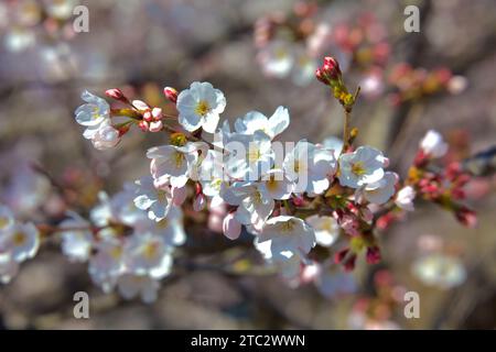 Eine Nahaufnahme der zarten Kirschblüten in Ulsan, Korea, die das Wesen des Frühlings mit ihren weichen, rosa Blütenblättern vor einem sanften Himmel einfangen. Stockfoto