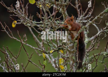 Ein europäisches Rotes Eichhörnchen isst Knospen an den Zweigen eines Birnenbaums. Sciurus vulgaris. Fotografiert in Spanien. Stockfoto