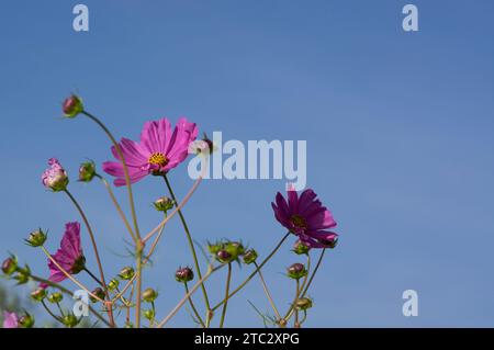 COSMOS bipinnatus, Gartenkosmos oder mexikanischer Aster, ist eine blühende krautige Pflanze, die aus den Asteraceae Gänseblümchen besteht, die in Amerika beheimatet sind. Stockfoto