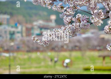 Eine detaillierte Nahaufnahme weißer Kirschblüten vor einem sanft verschwommenen Parkhintergrund, die die zarte Frühlingsschönheit der Natur unterstreicht. Stockfoto