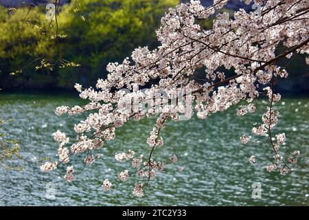 Zarte weiße Blütenblätter hängen wie ein Schleier über der stillen Oberfläche des Sees und schaffen eine Szene purer Gelassenheit. Stockfoto