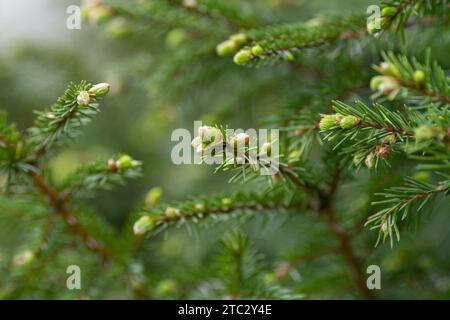 Frische grüne Triebe erschienen im Frühjahr auf dem Tannenzweig Stockfoto