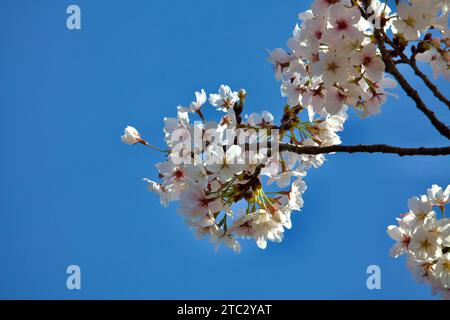 Eine Nahaufnahme einer Gruppe von Kirschblüten in voller Blüte, vor einem klaren blauen Himmel. Stockfoto