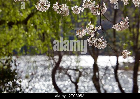 Im Vordergrund hängen zarte kleine Kirschblüten von dünnen Ästen, im Hintergrund eine ruhige Landschaft aus üppig grünen Bäumen und verschwommenen Bäumen Stockfoto