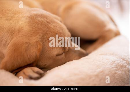 Freundliche schlafende labrador Jungtiere Makroaufnahme aus der Nähe Stockfoto