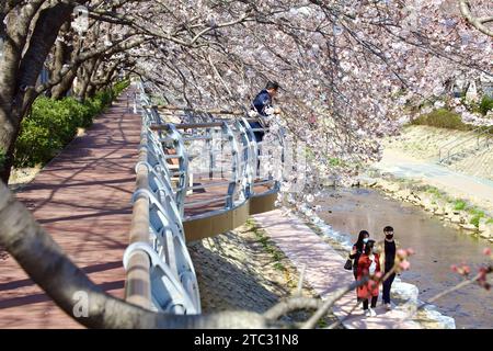 Die Kirschblüten bilden ein atemberaubendes Baldachin über einem erhöhten Gehweg, wobei die Menschen die ruhige Umgebung sowohl auf dem Gehweg oben als auch am Fluss genießen Stockfoto