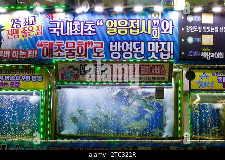Ein abendlicher Blick auf ein Fischrestaurant in Sokcho, Korea, mit einem lebhaften Fischbecken voller Blasen und Fisch, mit dem Schild des Restaurants Stockfoto