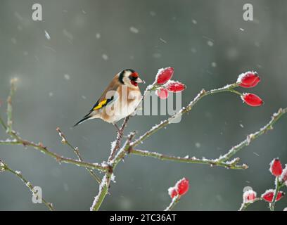 Stieglitz Zuchtjahr Zuchtjahr auf Hagebutten im Schnee Stockfoto