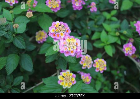 Lantana camara (geläufige lantana) ist eine blühende Pflanze aus der Familie der Verbenaceae (Verbenaceae), die in den amerikanischen Tropen beheimatet ist. Stockfoto