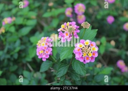 Lantana camara (geläufige lantana) ist eine blühende Pflanze aus der Familie der Verbenaceae (Verbenaceae), die in den amerikanischen Tropen beheimatet ist. Stockfoto