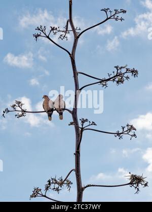 Streptopelia Decocto - zwei Tauben saßen einen Baumzweig Stockfoto