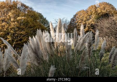 Das faszinierende Gefieder der Blumen des Pampas-Grases im Park. Weiße cremefarbene flauschige Blumen von Cortaderia selloana, ist ein schönes blühendes Gras für Stockfoto