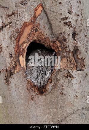 Östliche Kreiseleule rutscht in ein Baumloch, Quebec, Kanada Stockfoto