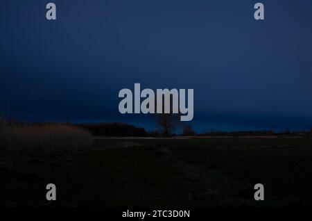 Ein entfernter Blick auf die Kontritte eines einsamen Baumes, vor dem Hintergrund eines dunkelblauen Himmels, spät am Abend. Marineblauer Himmel kündigt einen Frühlingsbeginn an Stockfoto