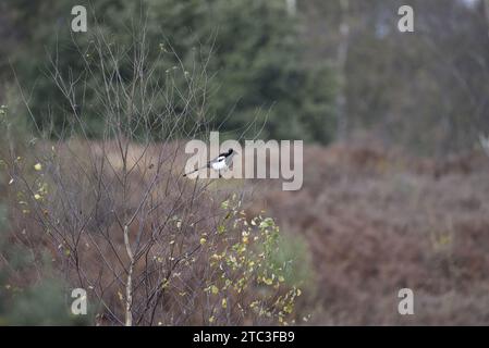 Fernbild einer Schwarzschnuller-Elpie (Pica pica), die im Herbst auf Zweigen im rechten Profil in einer Waldlichtung in Staffordshire, England, Großbritannien, thront Stockfoto