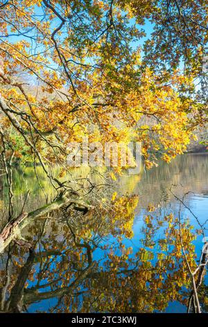 Leuchtend gelbe Blätter bilden einen schönen Kontrast zum blauen Himmel und dem ruhigen Wasser eines kleinen Sees an einem sonnigen Tag im Spätherbst. Stockfoto