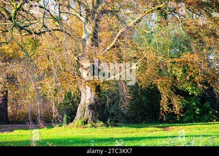 Buche mit Herbstfarben Stockfoto