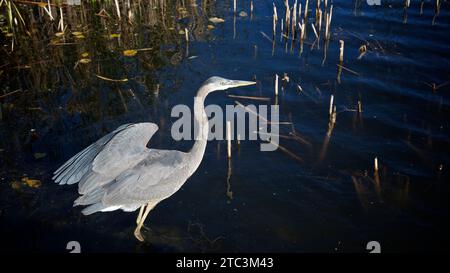 Graureiher fischen am Teich Stockfoto