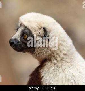 Coquerels sifaka, ein täglicher, mittelgroßer Lemur der Sifaka-Gattung Propithecus, der im Nordwesten Madagaskars beheimatet ist. Stockfoto