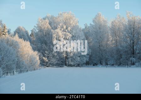Schwedische Winterlandschaft auf dem Land mit Bäumen, wenn sich der Schnee bei sehr kalten Temperaturen schön auf den Bäumen niedergelassen hat -18 Stockfoto