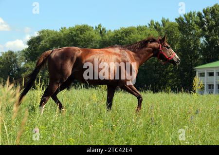 Schöne Bucht Pferd Rennen auf dem Feld Stockfoto