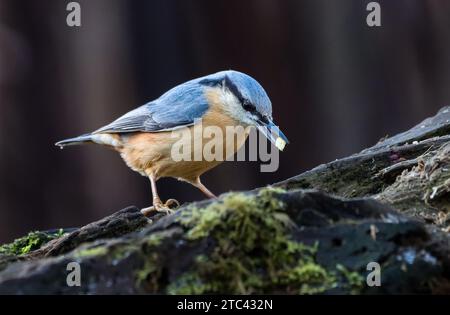 Ein kleiner, blauer Nuthatch-Vogel steht allein auf einem Felsen, isoliert vor weißem Hintergrund Stockfoto