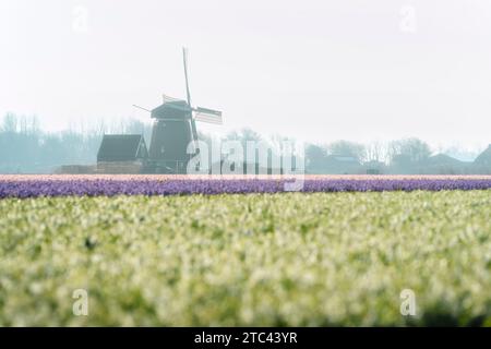 Windmühle mit Narzissen-Feld in den Niederlanden Stockfoto