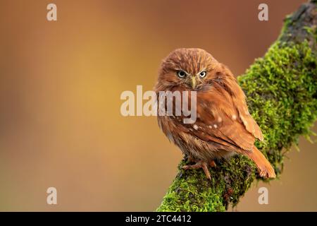 Brasilianische Zwergkauz (Glaucidium passerinum) sitzt auf einem Baum Stockfoto