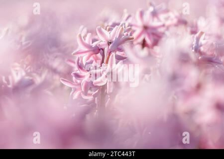 Nahaufnahme der purpurnen Hyazinthen-Blumenwiese. Viele rosafarbene Hyazinthen-Blüten im Blumenfeld. Frühe Frühlingshyakinenblumen als Hintergrund oder Grußkarte Stockfoto