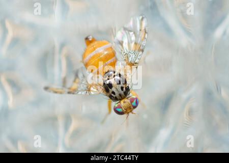 Mediterrane Obstfliege auf Glasfenster, Ceratitis Capitata Stockfoto