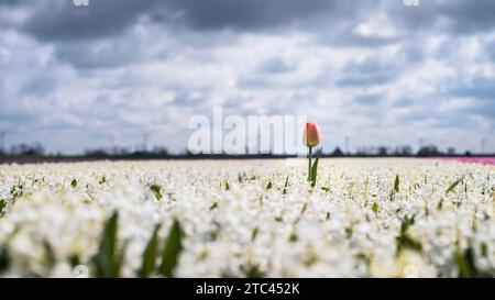 Blumenzwiebeln in der niederländischen Landschaft mit blühenden Frühlingsblumen wie Tulpen, Hyazinthen und Narzissen Stockfoto