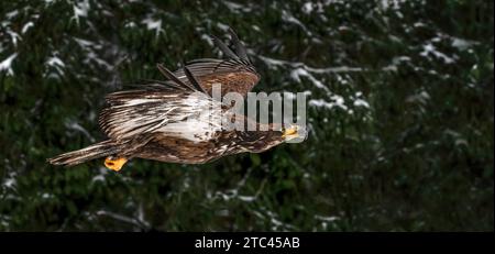 Eine Nahaufnahme eines fliegenden jungen Weißkopfseeadlers (Haliaeetus leucocephalus), der seine Flügel weit offen und dunkel ausbreitet Stockfoto