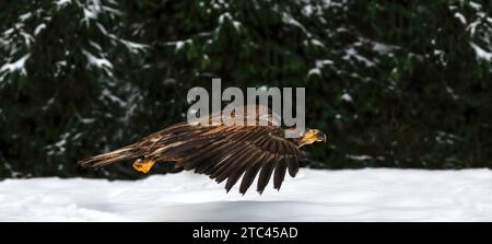 Eine Nahaufnahme eines jungen Weißkopfseeadlers (Haliaeetus leucocephalus), der gerade abhob, über verschneiten Boden flog und seine Flügel spreizte Stockfoto