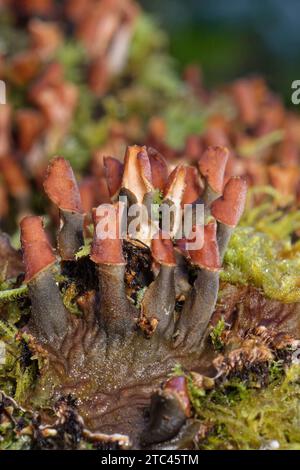 Kolonie der Common / membranous Dog Flechten (Peltigera membranacea), die auf einem moosbedeckten umgestürzten Baum wächst, GWT Lower Woods, Gloucestershire, Großbritannien, Oktober. Stockfoto