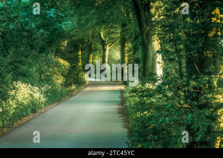 Landstraße mit monumentalen Buchenbäumen am Straßenrand und Sonnenlicht vom Sommerabend Stockfoto