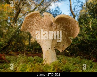 Holzigel (Hydnum repandum) ein essbarer Pilz mit Sporen unter der Kappe, New Forest, Hampshire, Großbritannien, November. Stockfoto