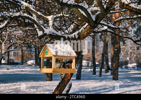 Niedliche Taube auf hölzernem Vogelfutter im schneebedeckten Park. Stockfoto