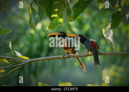 Der feurige Tukan ist ein Tukan, ein fast paariner Vogel. Sie brütet nur an den pazifischen Hängen im südlichen Costa Rica und im westlichen Panama. Stockfoto