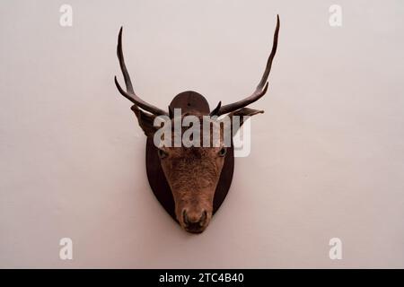 Der königliche Hirschkopf im Nationalpalast von Mafra ist ein eindrucksvolles Zeugnis der historischen und kulturellen Pracht der Stätte Stockfoto