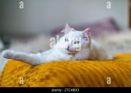 Meine bezaubernde Katze, ein Auge grün, ein blaues, verkörpert einen fesselnden Reiz. Heterochromie verleiht ihrem Charme einen Hauch von Mysterium. Eine katzenartige Schönheit wie kein o Stockfoto