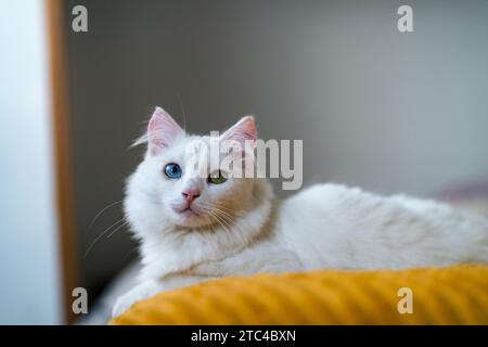 Meine bezaubernde Katze, ein Auge grün, ein blaues, verkörpert einen fesselnden Reiz. Heterochromie verleiht ihrem Charme einen Hauch von Mysterium. Eine katzenartige Schönheit wie kein o Stockfoto