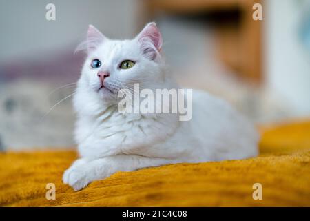 Meine bezaubernde Katze, ein Auge grün, ein blaues, verkörpert einen fesselnden Reiz. Heterochromie verleiht ihrem Charme einen Hauch von Mysterium. Eine katzenartige Schönheit wie kein o Stockfoto